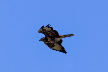 Common Buzzard (Buteo buteo), spotted over Baldoyle Racecourse, Dublin; common in Europe
