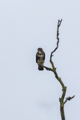 Common Buzzard (Buteo buteo), spotted over Baldoyle Racecourse, Dublin; common in Europe