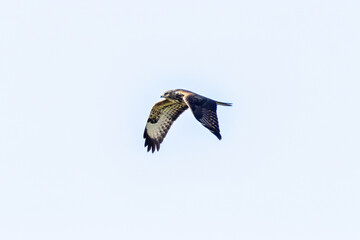 Common Buzzard (Buteo buteo), spotted over Baldoyle Racecourse, Dublin; common in Europe