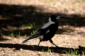 this is a side view of a magpie walking