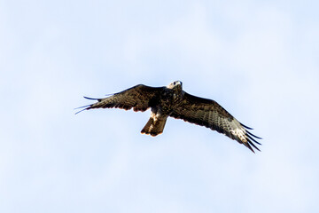 Common Buzzard (Buteo buteo), spotted over Baldoyle Racecourse, Dublin; common in Europe