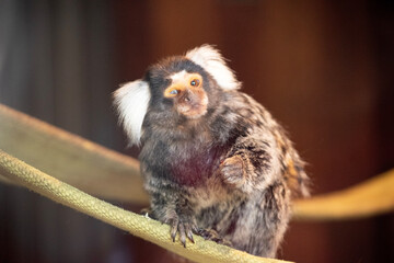 the marmoset is sitting on a rope