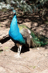 Fototapeta premium this is a close up of a peacock