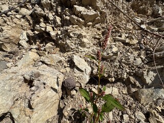 A fresh Persicaria maculosa plant blooms at the bottom of a rock. Persicaria maculosa, spotted lady's thumb, Jesusplant, redshank flowers close-up. Seedhead of Polygonum persicaria.
