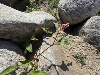 A fresh Persicaria maculosa plant blooms at the bottom of a rock. Persicaria maculosa, spotted lady's thumb, Jesusplant, redshank flowers close-up. Seedhead of Polygonum persicaria.
