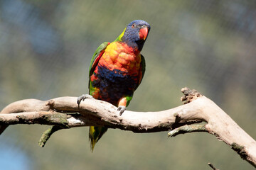 the rainbow lorikeet is perched on a branch