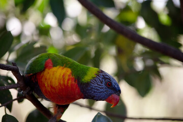 this is a side view of a rainbow lorikeet in a tree