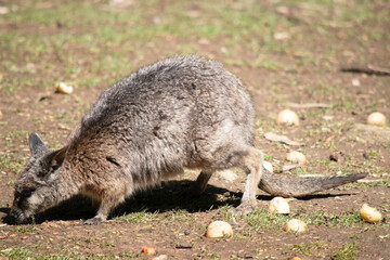 this is a side view of a red necked wallaby looking for food