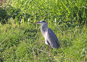 airone cinerino (Ardea cinerea)