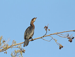 marangone minore (Phalacrocorax pygmaeus)