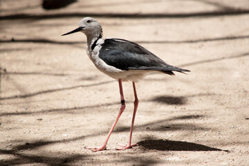 this is a side view of a black winged stilt