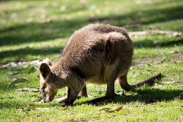 the tammar wallaby is a small wallaby now in danger of becoming extinct in South Australia only found on Kangaroo Island
