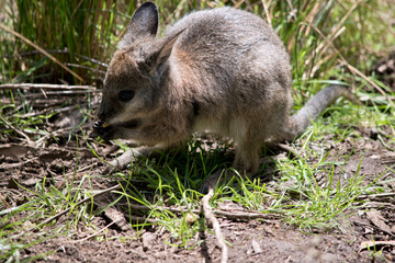 the tammar wallaby is a small wallaby now in danger of becoming extinct in South Australia only found on Kangaroo Island