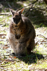 the tammar wallaby is a small wallaby now in danger of becoming extinct in South Australia only found on Kangaroo Island