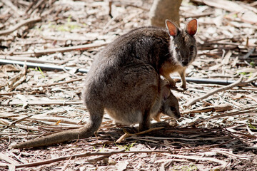 the tammar wallaby is grey with tan paws, legs and forehead. The females have a pouch to hold their joeys