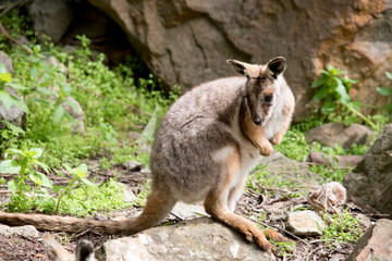 Obraz premium the yellow footed rock wallaby has a grey body with a white chest tan legs and a long tan and black tail
