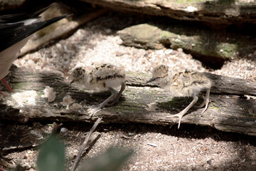 the young stilts are only a few hours old
