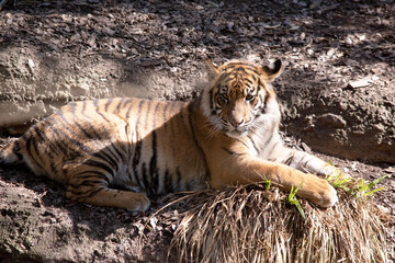 Young tigers have all their stripes and markings. They are learning to be powerful hunters while...
