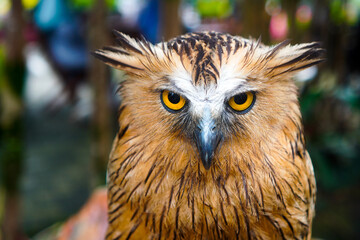A large brown owl perched on a tree branch. Close-up portrait of an owl with beautiful feathers.