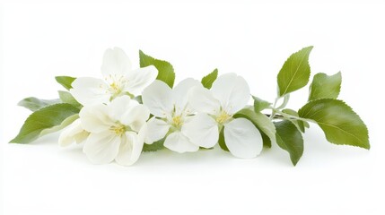 Obraz premium A close-up photograph of an apple blossom branch with white flowers and green leaves, set against a white background. The branch is in sharp focus, creating a striking contrast that highlights its del