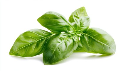 A photograph of fresh basil leaves, isolated on a white background with no shadows or reflections. The focus is sharp, and the lighting is bright, highlighting the vibrant green color. A soft shadow i