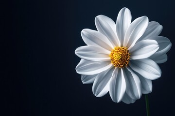 Obraz premium lily turquoise background image
