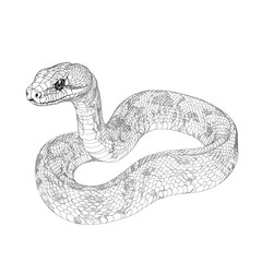 Naklejka premium Detailed line drawing of a snake.