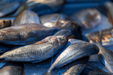 fresh fish at the market