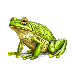 Obraz premium Green frog illustration.
