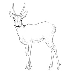 Fototapeta premium Line drawing of a graceful antelope.