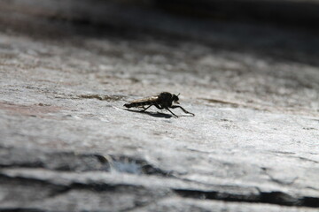 animal macro