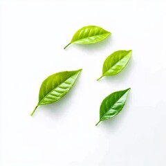 Obraz premium green leaves on white background