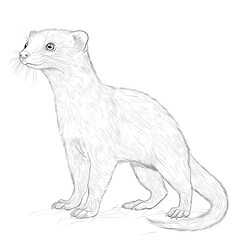 Fototapeta premium Sketch of a mongoose.