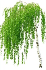 Summer green birch tree cut out against a white background