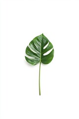 Fototapeta premium green leaf isolated on white background