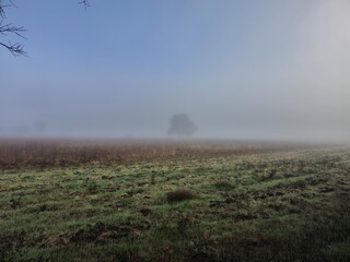 Foggy morning on a field with a lonely tree