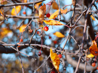 The red wild berries in the forest