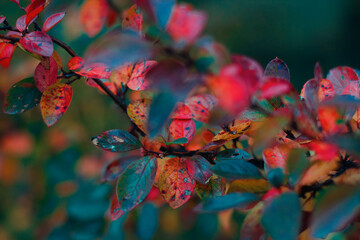 Autumn leaves in the forest