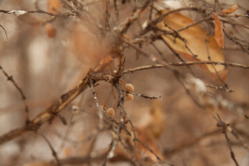 The tree branches in winter
