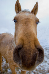 Naklejka premium Extreme close-up of horses nose, 