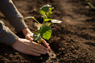 Human hands planting sprouts of pepper in greenhouse. Concept of farming and planting. Capsicum annuum subsp. grossum