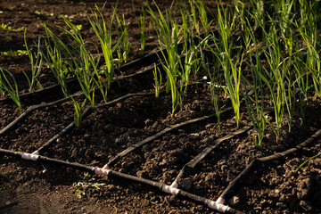 Drip irrigation system for the garden, vegetable farm