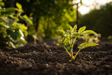 Rúbus idáeus raspberry sprout close-up 