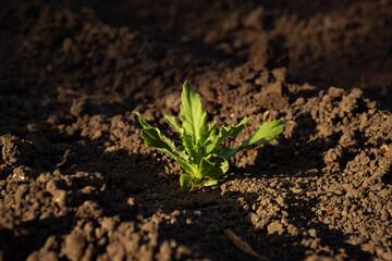A small lettuce (Lactuca sativa) sprout emerging from the soil, surrounded by dark earth. Close-up nature scene symbolizing growth, new beginnings, and resilience in a natural environment.
