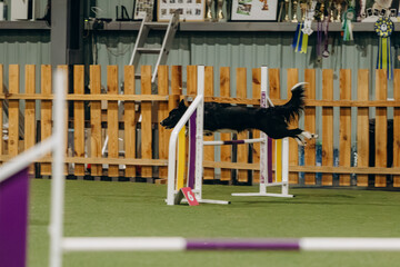 Agility dogs. Border collie running agility competition. Sports dogs. Dog agility slalom, sports...