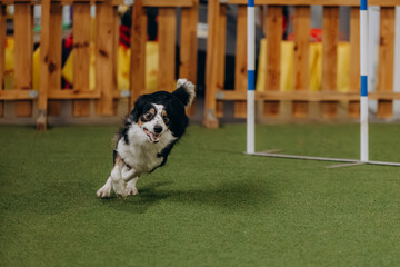 Agility dogs. Border collie running agility competition. Sports dogs. Dog agility slalom, sports competitions of dogs. Sheltie dog. Shetland Sheepdog dog running trough the weaves. 