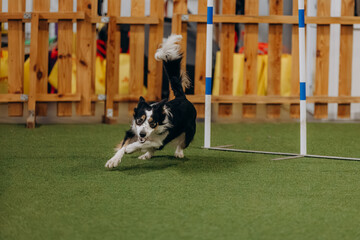 Agility dogs. Border collie running agility competition. Sports dogs. Dog agility slalom, sports competitions of dogs. Sheltie dog. Shetland Sheepdog dog running trough the weaves. 