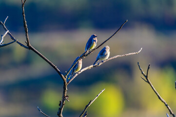 A Trio of Cedar Waxwings in a Tree at Cowanesque Lake, in Tioga, Pennsylvania.