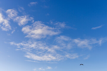 Peaceful Sky With Clouds and a Bird Flying Across
