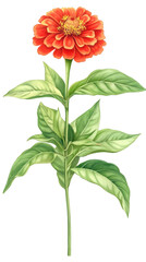Botanical illustration showcasing a single zinnia elegans flower with bright orange petals, green leaves, and stem, isolated on a transparent background